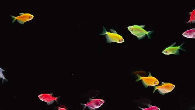 Colorful fish with black background