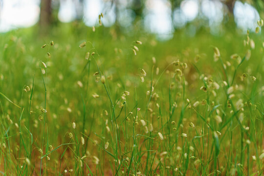 Delicate Briza media grass swaying in a meadow. Soft focus and natural green background create a tranquil spring or summer atmosphere.