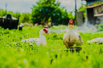 Ducks Walking on Lush Green Grass Under Cloudy Skies in a Rural Landscape During Mid-Afternoon