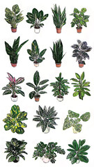 Indoor Plant Collection: A Botanical Art Celebration of Lush Greenery and Colorful Foliage for Stylish Interiors and Sustainable Living