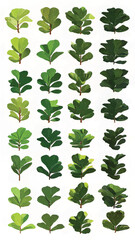 Tropical Green Leaves: Eco-Friendly Botanical Design with Vibrant Minimalist Texture for Home Decor and Gardening
