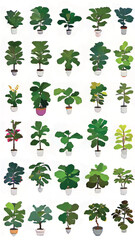 Fototapeta premium Indoor Plant Haven: A Vibrant Tropical Paradise of Lush Greenery and Decorative Pots for Eco-Friendly Living