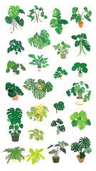 Fototapeta premium Lush Monstera Greenery: Capturing Tropical Botanical Illustration and Indoor Plant Decor