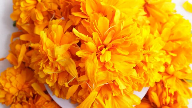Several  cempas&uacute;chil flowers with spinning petals and falling petals. Day of the Dead