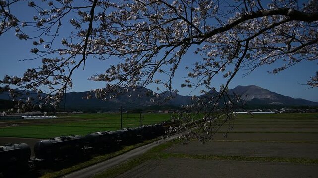 桜咲く藤原岳山麓を走るED45形電気機関車牽引の重連貨物列車 （三岐鉄道 三岐線 丹生川 - 三里, 2025年4月）