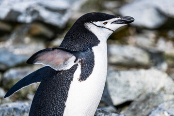 Chinstrap Penguins photography in Hope Bay Antarctica