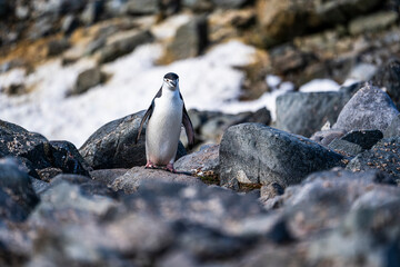 Chinstrap Penguins photography in Hope Bay Antarctica