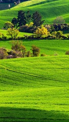 Fototapeta premium A vibrant green field stretches under a clear blue sky, dotted with lush trees. Rolling hills rise majestically in the background, creating a serene landscape.
