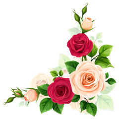 Roses corner border. Red and yellow roses corner design element isolated on a white background. Red and yellow hybrid tea roses