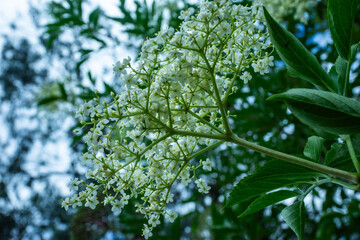 Obraz premium Close-up of white elderflowers (Sambucus nigra)