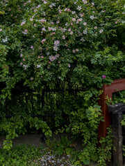  Dog Rose, also known as Wild Rose or Rosa canina. 