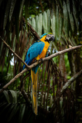 Blue and yellow macaw perched on a branch in the Amazon rainforest near Iquitos, Peru, showcasing the vibrant wildlife and biodiversity of the tropical jungle