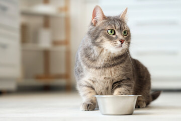 Cute cat near bowl with food at home © Pixel-Shot
