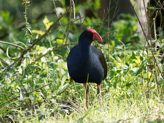 Australasian Swamphen (Porphyrio melanotus) wandering around the forest floor looking for food.