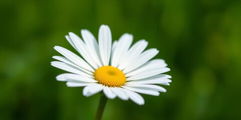 Fototapeta premium A single chamomile flower, petals sharply in focus, bright white against a blurred green background, petal, sunlight