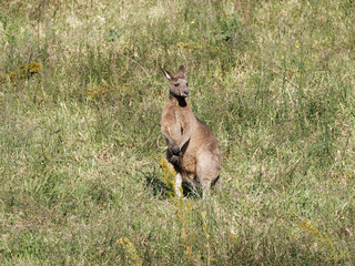 Eastern Grey Kangaroo (Macropus giganteus) grazing on pastural land.