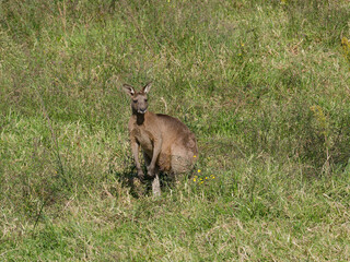 Eastern Grey Kangaroo (Macropus giganteus) grazing on pastural land.