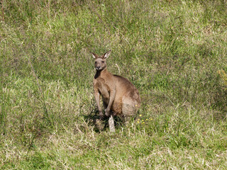 Eastern Grey Kangaroo (Macropus giganteus) grazing on pastural land.