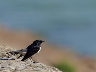 Fototapeta premium Willie Wagtail or Willy Wagtail (Rhipidura leucophrys)standing on a dam wall looking out over out of focus water background.