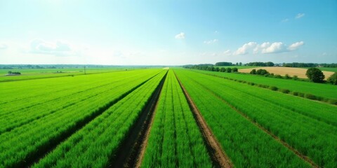 Vast Expanse of Lush Green Fields Under a Sunny Sky, Showing Rows of Crops Extending to the Horizon, a Peaceful Agricultural Landscape