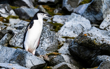 Chinstrap Penguins photography in Hope Bay Antarctica