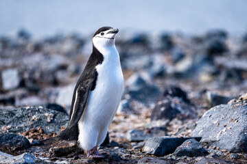 Chinstrap Penguins photography in Hope Bay Antarctica