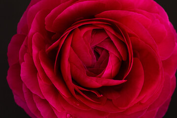 ラナンキュラス