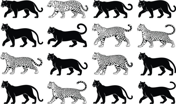 Detailed black and white illustrations of various big cats walking including panthers tigers and leopards against a clean background