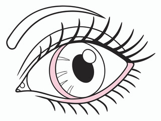 Naklejka premium Detailed Human Eye with Eyelashes and Eyebrow Outline