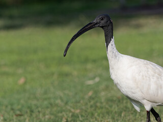 Australian White Ibis (Threskiornis molucca) walking on green grass foraging for food