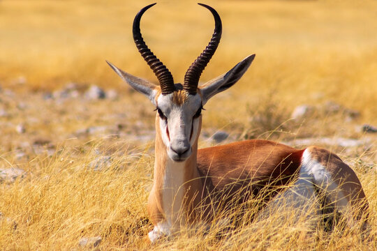 Graceful springbok antelope standing in golden grassland of Etosha National Park, Namibia. Ideal for safari, wildlife photography, and authentic African landscapes.