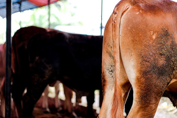 Dirty Cow Buttocks in a Row at Cattle Farm