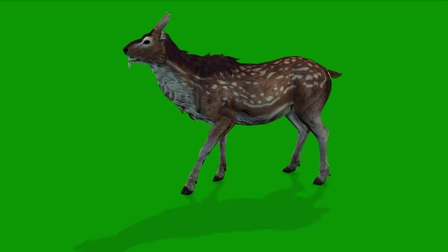 Realistic Deer idle Scene Left Side On Green Screen 3D Rendering Animation