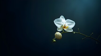 With a dark background, a white orchid