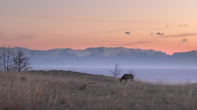 Alone grazing deer against the backdrop of snow-capped mountains and lake