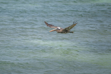 Brown Pelican in flight