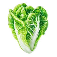 Fresh green lettuce watercolor painting with detailed leaves and veins showing natural texture and vibrant colors for healthy food art