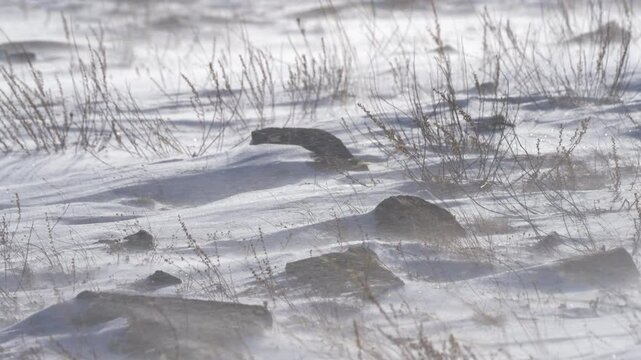 Strong snowstorm and a winter landscape on rocky mountain slope