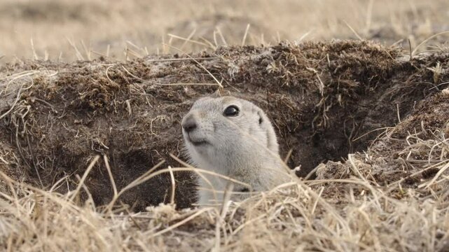 Close-up shot of a funny ground squirrel emerging from a hole in slow motion.