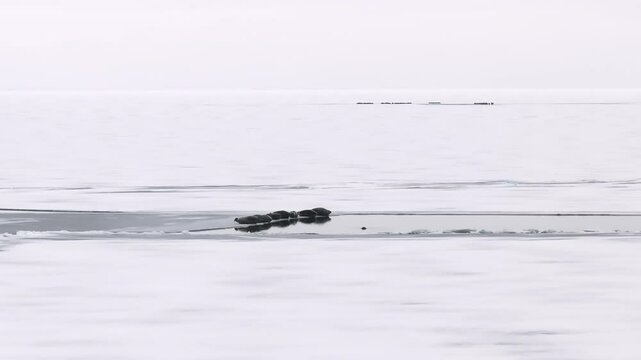 A colony of seals lies on the ice near a polynya with water