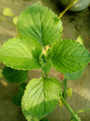 fresh mint leaves