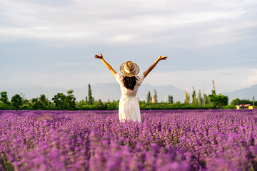 Young woman relaxing and enjoying with Blooming violet fragrant lavender flower fields at sunset