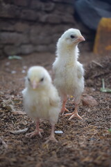 Two fluffy, light-colored chicks, possibly young broiler or Leghorn chickens, stand on a textured ground of soil and scattered organic material in a natural setting.