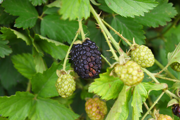 Natural food - fresh ripe blackberries in a garden. Bunch of ripe blackberry fruit - Rubus...