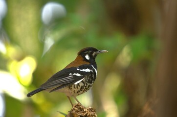 Excellent pose of red-backed thrush from Tangkoko Nature Reserve with blurred background 