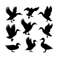 Fototapeta premium Silhouette vector art of flying ducks waterfowl illustration wildlife bird watching avian species nature design