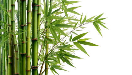 Bamboo with bamboo leaf isolated on transparent or white background