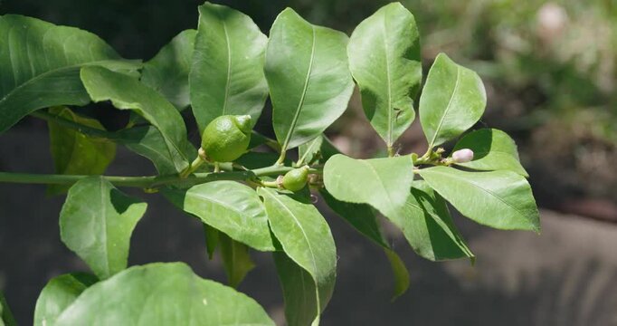 Looking down at branch of a lemon tree with buds and fruit 