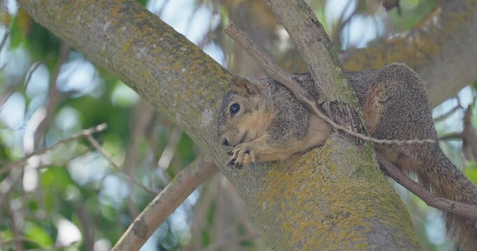 Squirrel in the canopy of a tree eating a peanut in slow motion 