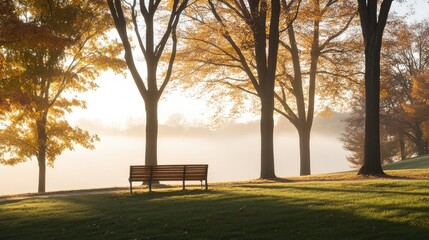Golden morning mist in a park with a solitary bench.